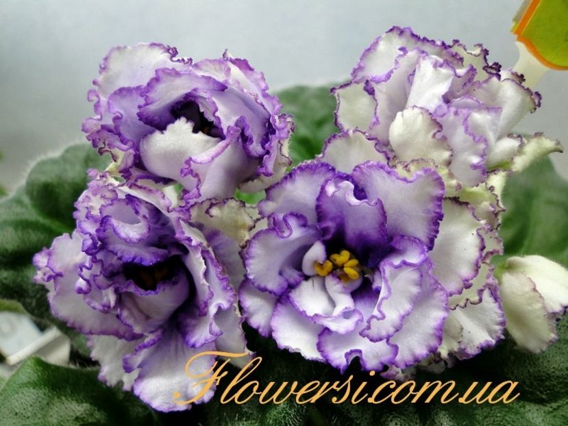 RS Grace - AA Poze net