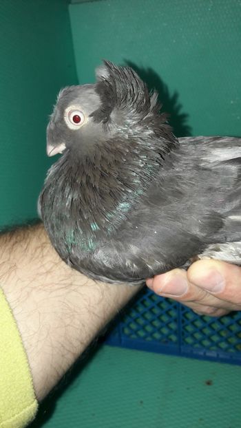 M 12208 - Jucatori de Botosani poze