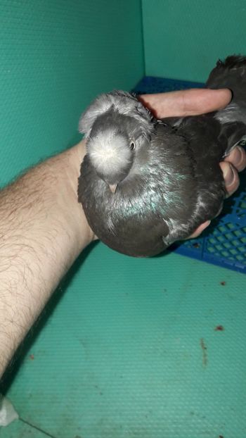 M 12208 - Jucatori de Botosani poze