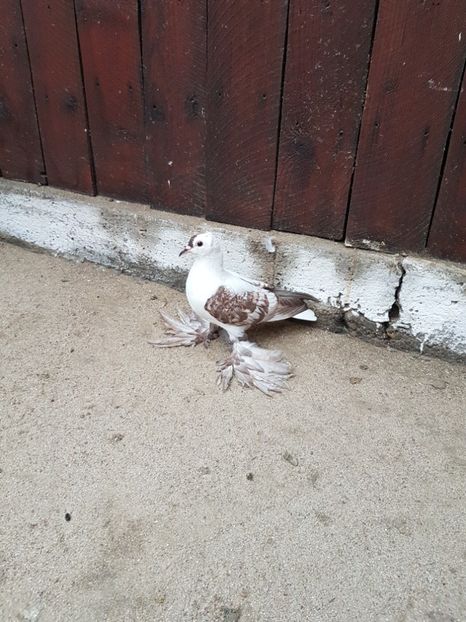 Mascul2017.Dnu.Florin.Loc BUCURESTI - 8___-PERSOANE CU CARE AM COLABORAT- VANZARI