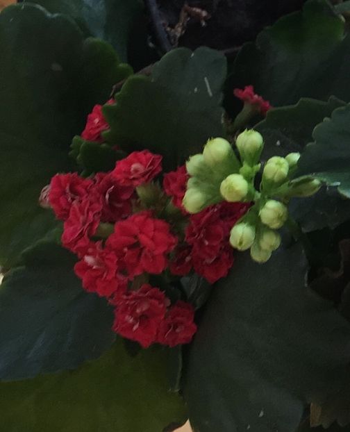 februarie - Kalanchoe 2018