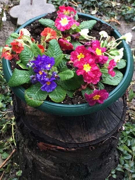 19.02.2018 - Primule 2018