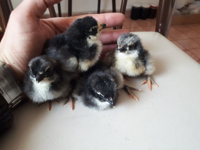  - Jersey Giant albastru si negru