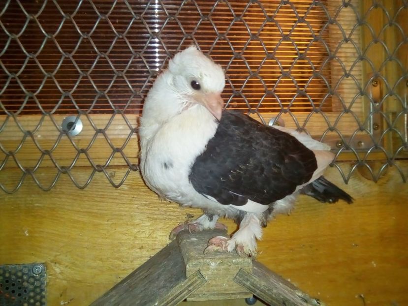 01.2018 - Satineti - am renuntat la ei