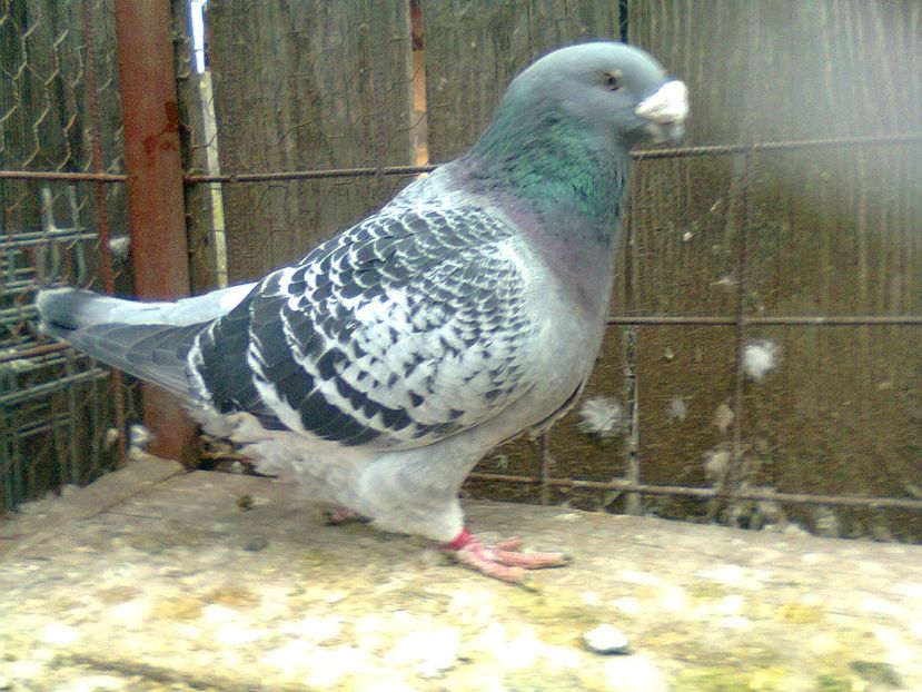 Fotografie1186 - Porumbei 2018 MASCULI