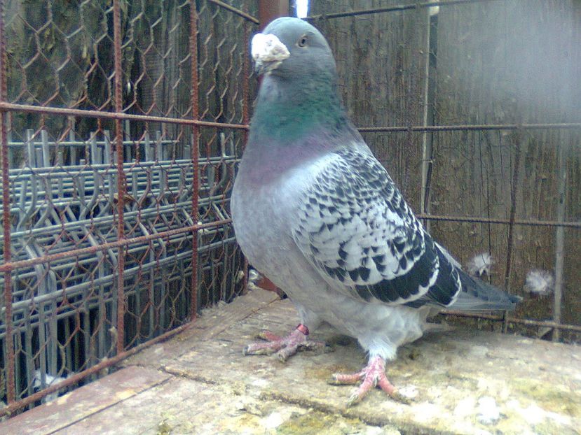 Fotografie1191 - Porumbei 2018 MASCULI