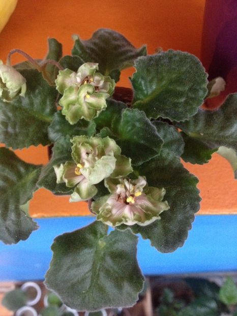 image - LE-Malakhitovaya Rosa