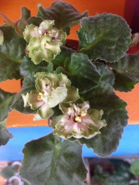 image - LE-Malakhitovaya Rosa