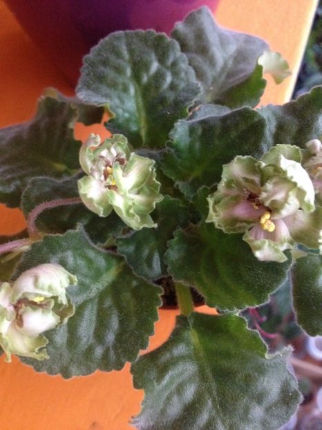 image - LE-Malakhitovaya Rosa