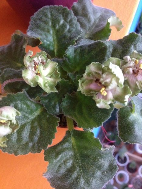 image - LE-Malakhitovaya Rosa