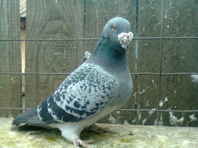 Fotografie1167 - Porumbei 2018 MASCULI