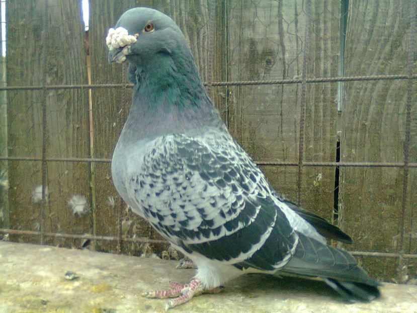 Fotografie1160 - Porumbei 2018 MASCULI