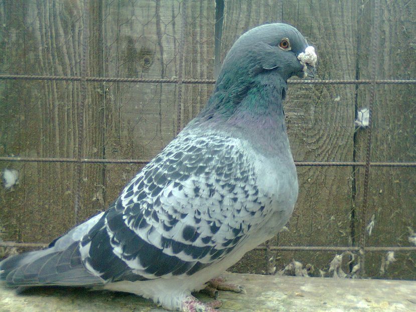 Fotografie1159 - Porumbei 2018 MASCULI