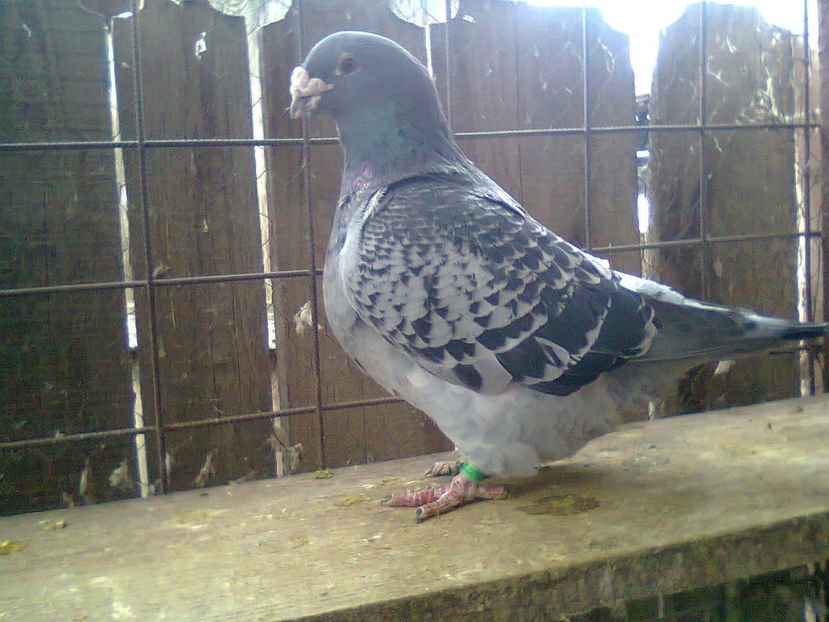 Fotografie1359 - Porumbei 2018 MASCULI