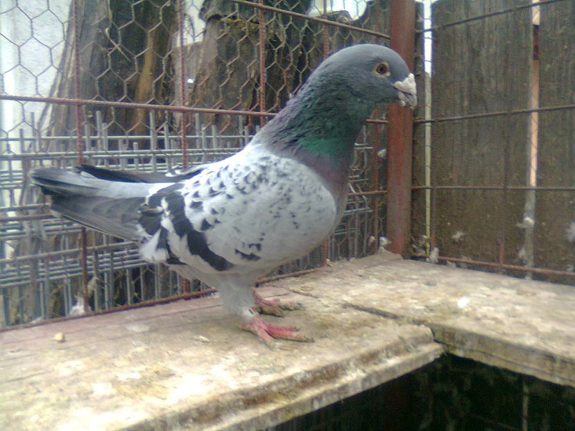 Fotografie1451 - Porumbei 2018 MASCULI