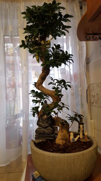  - Bonsai- ficus microcarpa