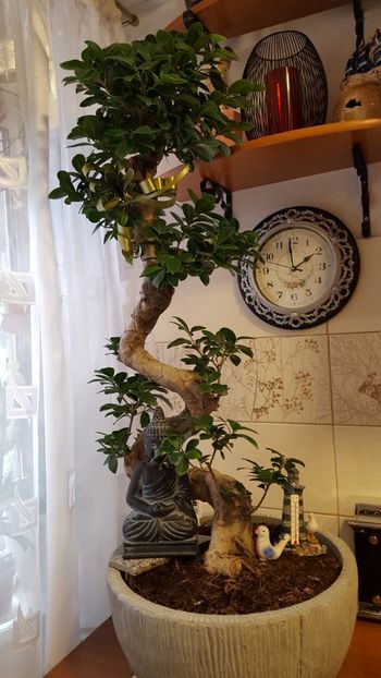  - Bonsai- ficus microcarpa