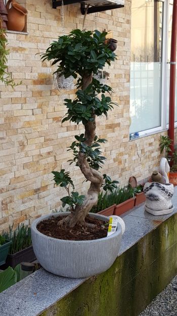  - Bonsai- ficus microcarpa