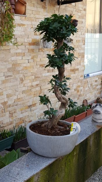  - Bonsai- ficus microcarpa
