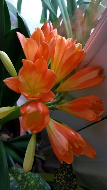  - Februarie