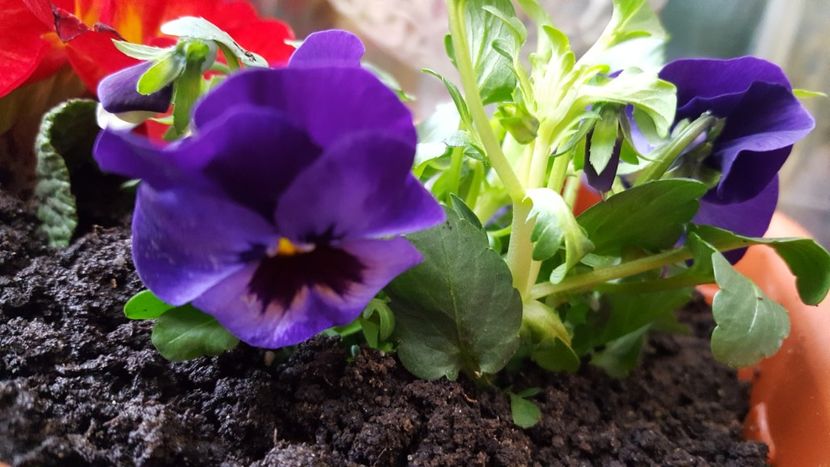  - Februarie