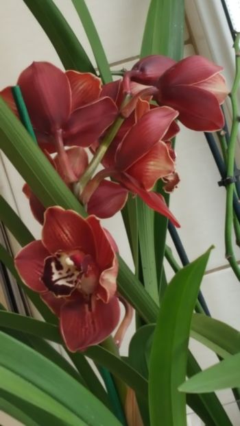  - Cymbidium