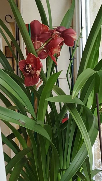  - Cymbidium