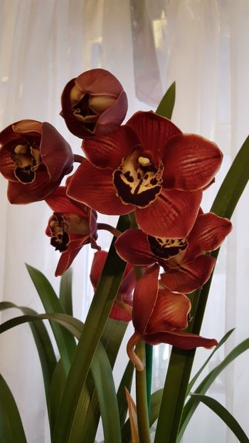  - Cymbidium