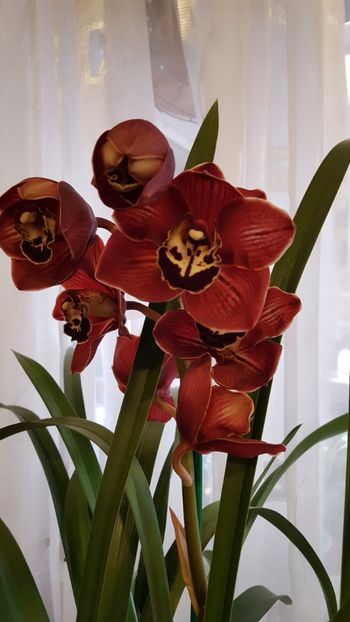  - Cymbidium