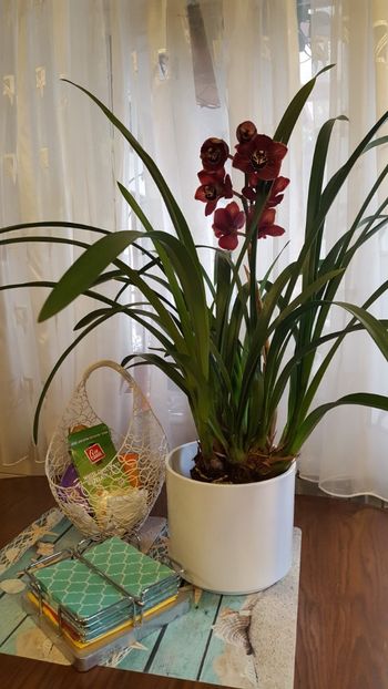  - Cymbidium