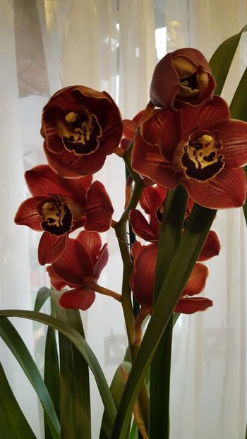  - Cymbidium