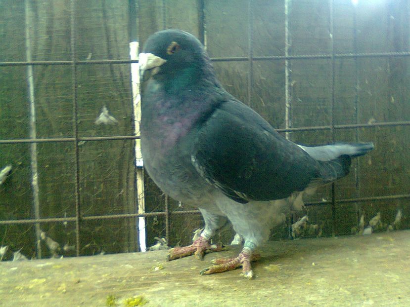 Fotografie1118 - Porumbei 2018 MASCULI