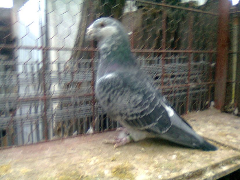 Fotografie1271 - Porumbei 2018 MASCULI