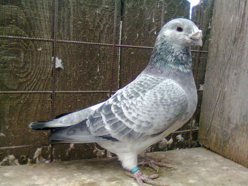 Fotografie1313 - Porumbei 2018 MASCULI