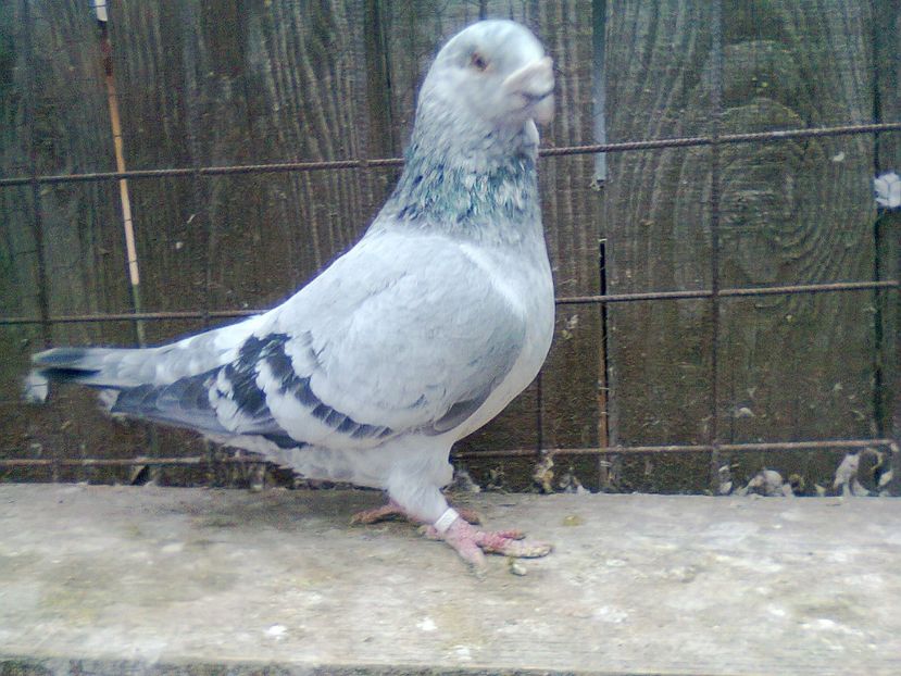 Fotografie1289 - Porumbei 2018 MASCULI