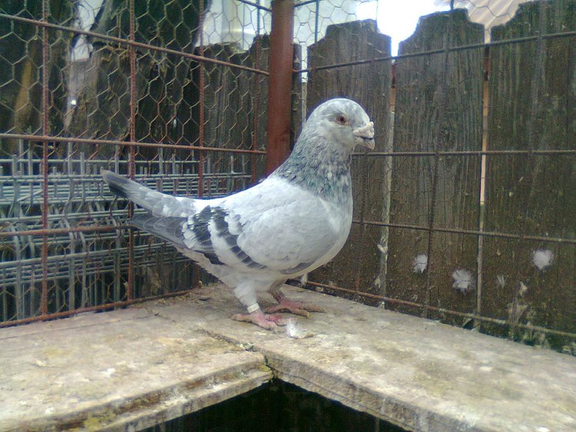 Fotografie1298 - Porumbei 2018 MASCULI