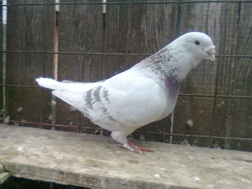 Fotografie1469 - Porumbei 2018 MASCULI