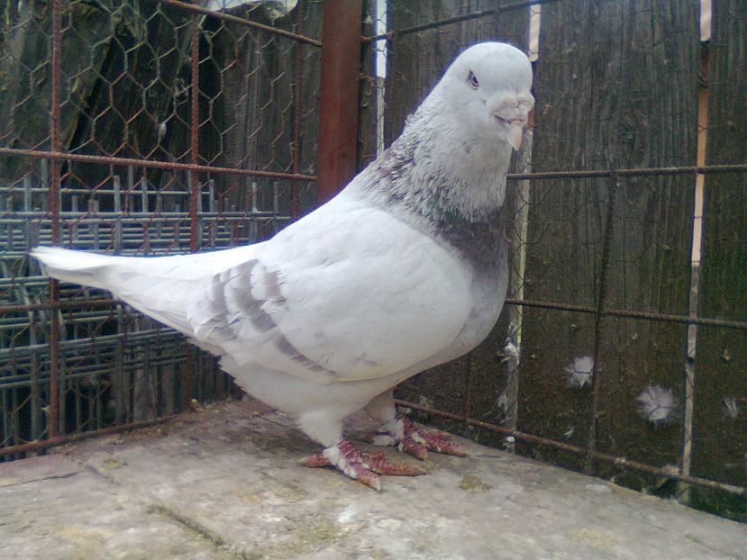 Fotografie1478 - Porumbei 2018 MASCULI