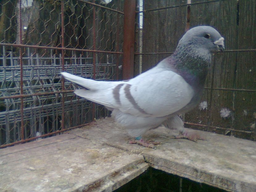 Fotografie1448 - Porumbei 2018 MASCULI