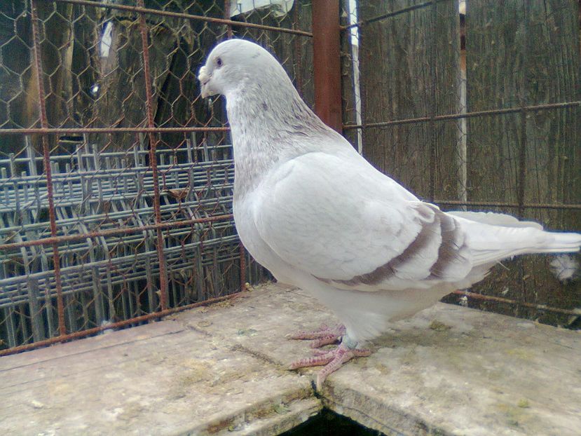 Fotografie1492 - Porumbei 2018 MASCULI