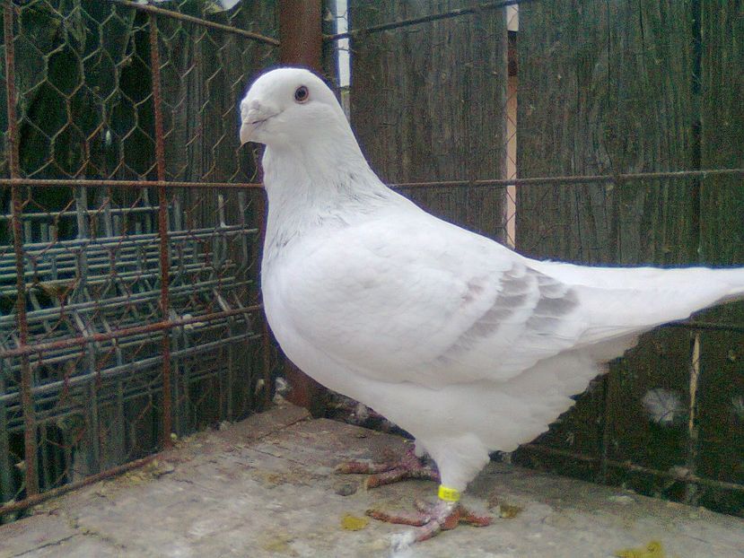 Fotografie1406 - Porumbei 2018 MASCULI