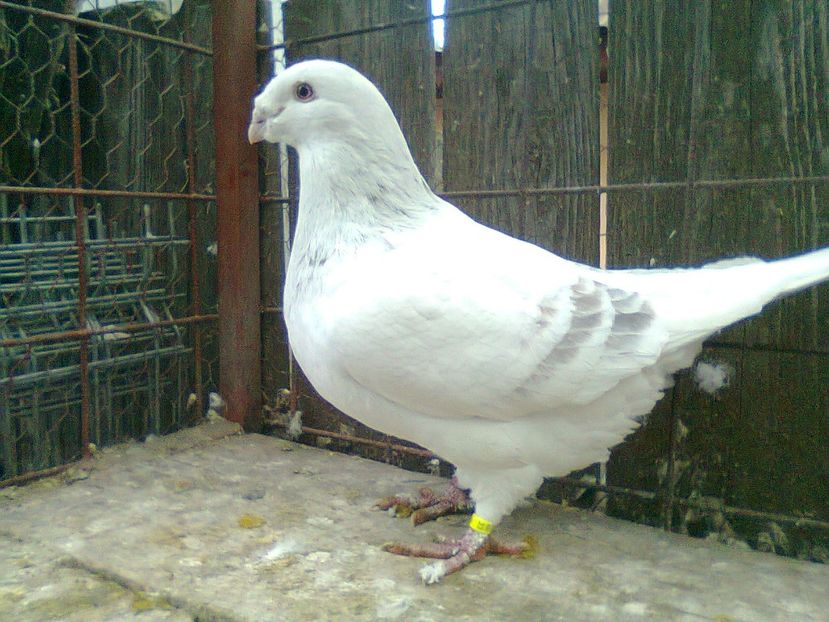 Fotografie1404 - Porumbei 2018 MASCULI