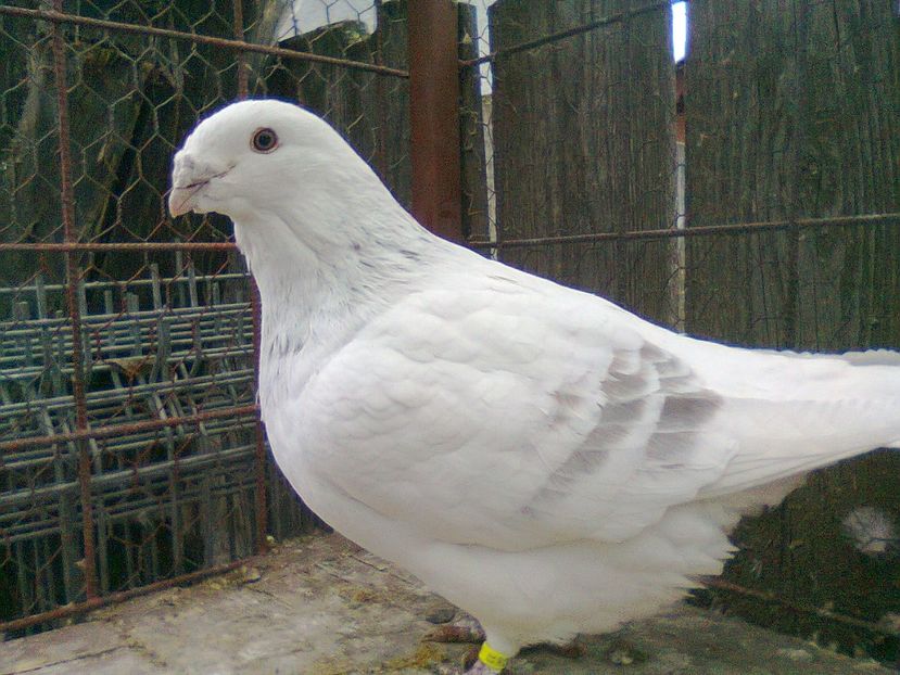 Fotografie1392 - Porumbei 2018 MASCULI