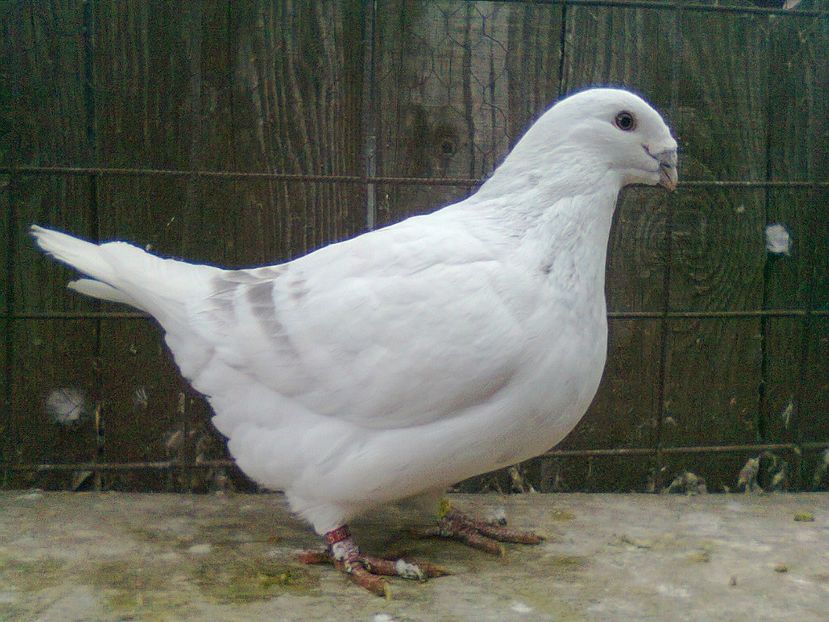 Fotografie1388 - Porumbei 2018 MASCULI