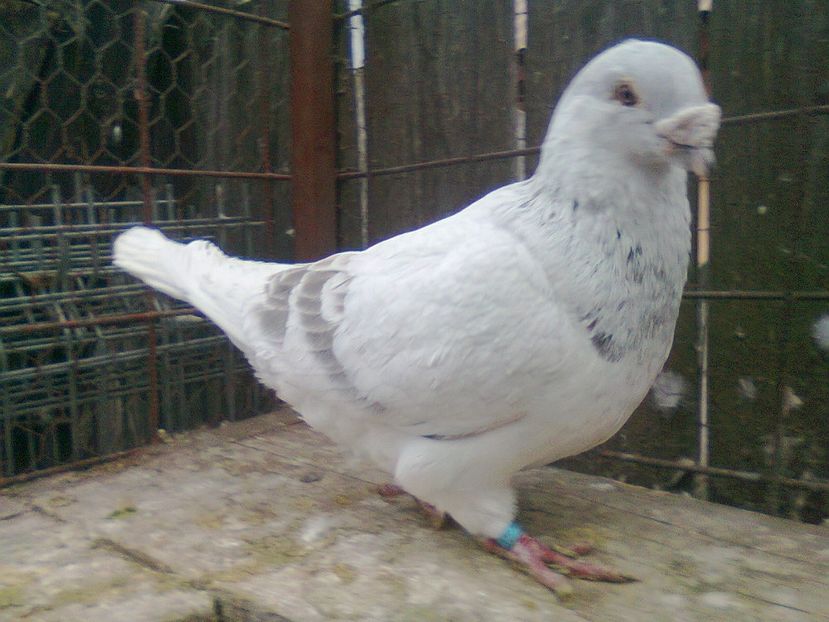 Fotografie1500 - Porumbei 2018 MASCULI