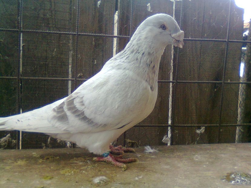 Fotografie1509 - Porumbei 2018 MASCULI