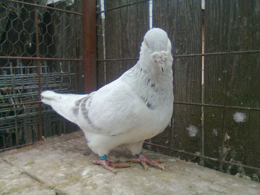 Fotografie1503 - Porumbei 2018 MASCULI