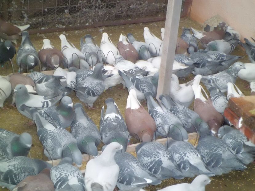 CIMG6194 - Porumbei 2018 MASCULI