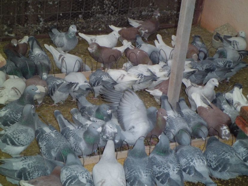 CIMG6192 - Porumbei 2018 MASCULI