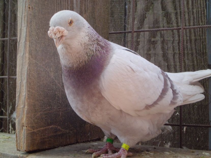 CIMG5692 - Porumbei 2018 MASCULI